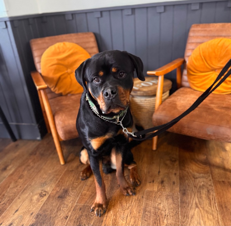 A Rottweiler visiting the dog-friendly seating area at Coast Cafe.